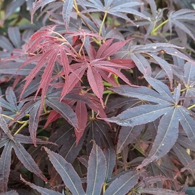 Acer Palmatum 'Nimura Princess' Std - 60cm stem