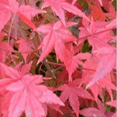 Acer Palmatum 'Okagami' - 9L - 100cm