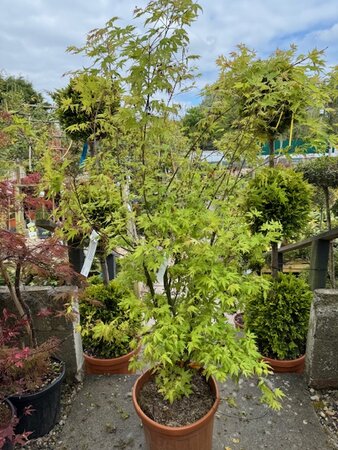 Acer Palmatum 'Orange Dream' - 25L - image 1