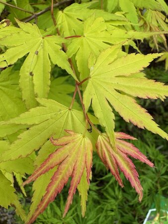 Acer Palmatum 'Orange Dream' - 25L - image 2