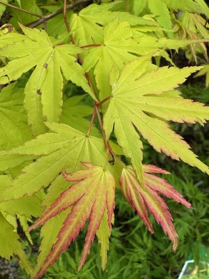 Acer Palmatum 'Orange Dream' - 25L - image 2