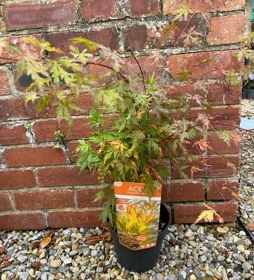 Acer Palmatum 'Orange Dream' - 3L