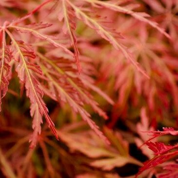 Acer Palmatum 'Orangeola' - 15L