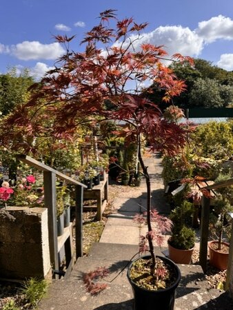 Acer Palmatum 'Orangeola' - 15L - image 1
