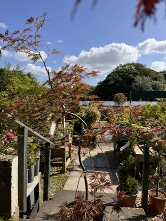 Acer Palmatum 'Orangeola' - 15L - image 2