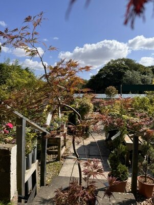 Acer Palmatum 'Orangeola' - 15L - image 2