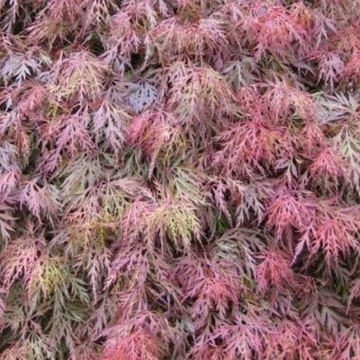 Acer Palmatum Orangola - 10L