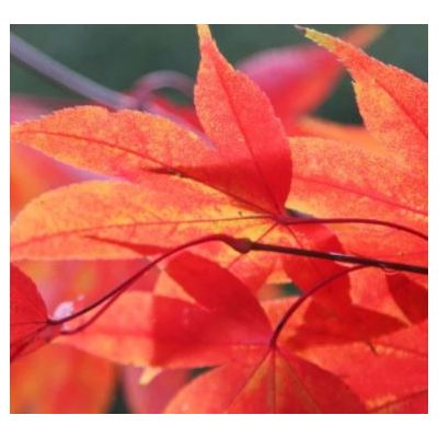 Acer Palmatum 'Osakazuki' - 0.8m - 9L