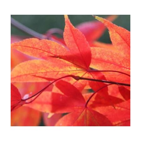 Acer Palmatum 'Osakazuki' - 35L - 125cm