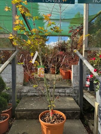 Acer Palmatum 'Red Wine' - 25L