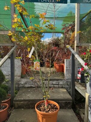 Acer Palmatum 'Red Wine' - 25L