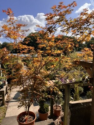 Acer Palmatum 'Red Wine' - 25L