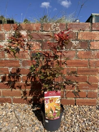 Acer Palmatum 'Red Wine' - 80cm