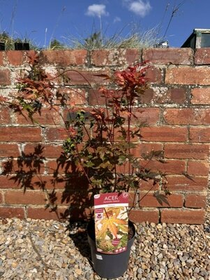 Acer Palmatum 'Red Wine' - 80cm