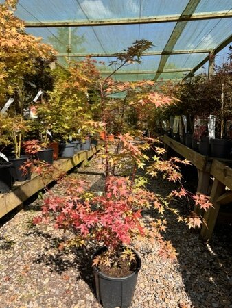 Acer Palmatum 'Red Wine' - 9L - 100cm