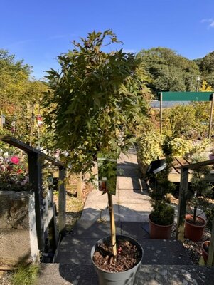 Acer Palmatum Ryusen 1/2 std 10L