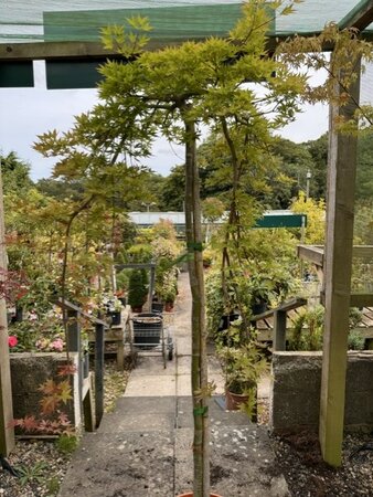 Acer Palmatum Ryusen Pendula 3/4 standard 25L
