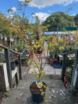 Acer Palmatum 'Sango-kaku' - 10L