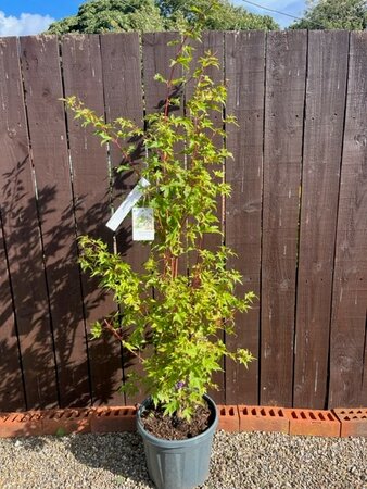 Acer Palmatum 'Sango-kaku' - 15L - image 1
