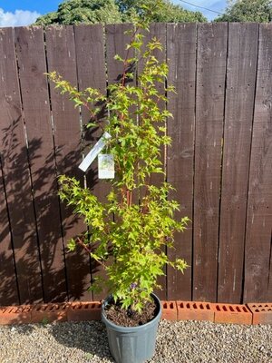 Acer Palmatum 'Sango-kaku' - 15L