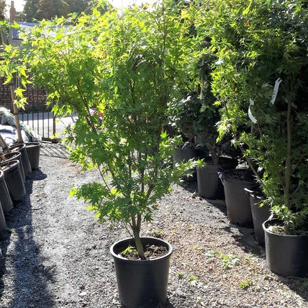 Acer Palmatum 'Sango-kaku' - 25L - 170cm - image 1