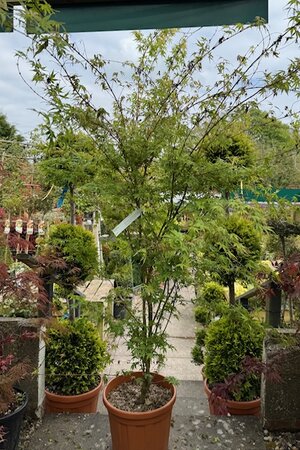 Acer Palmatum 'Sango-kaku' 25L - image 1