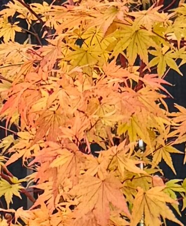 Acer Palmatum 'Sango-kaku' 25L - image 3
