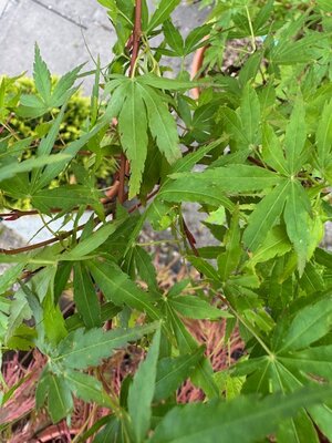 Acer Palmatum 'Sango-kaku' 25L - image 2