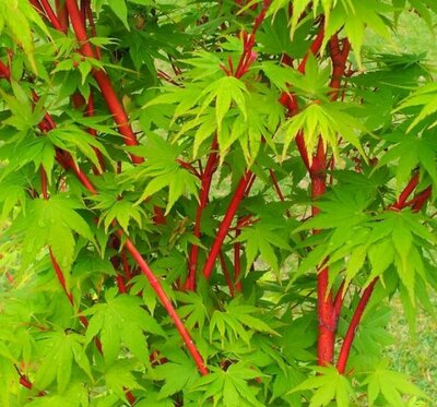 Acer Palmatum 'Sango-kaku' - 65L - 2m - image 2