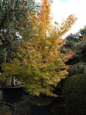 Acer Palmatum 'Sango-kaku' - 65L - 2m