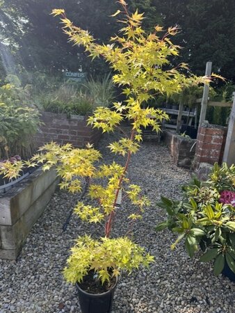 Acer Palmatum 'Sango-kaku' - 9L