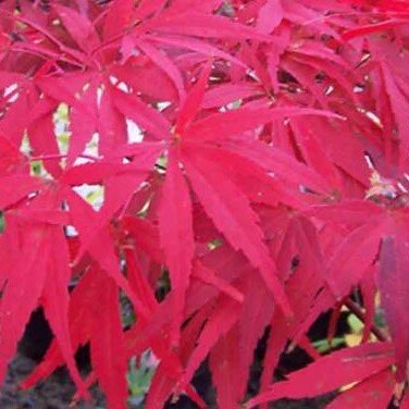 Acer Palmatum 'Shaina' - 3L