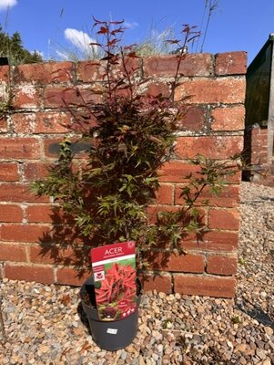 Acer Palmatum 'Shaina' - 3L