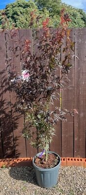 Acer Palmatum 'Skeeters Broom' -15L - 120cm