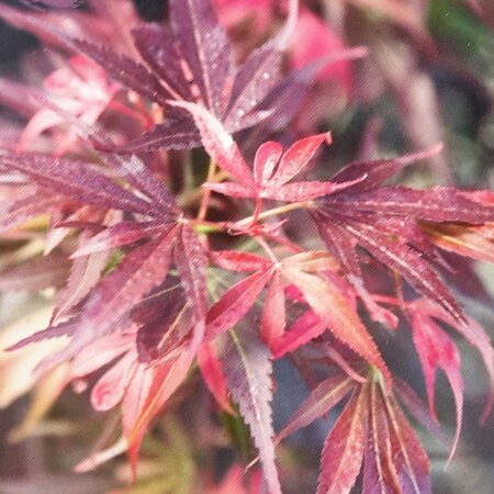 Acer Palmatum 'Skeeters Broom' -25L - 150cm