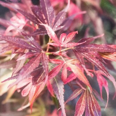 Acer Palmatum 'Skeeters Broom' -25L - 150cm