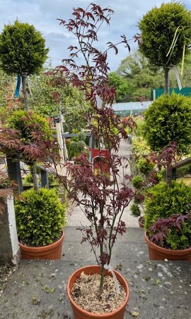 Acer Palmatum 'Starfish' - 25L - image 1