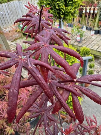 Acer Palmatum 'Starfish' - 25L - image 2