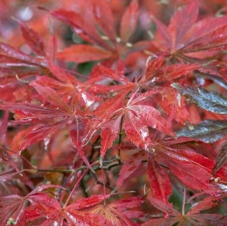 Acer Palmatum 'Sumi-Nagashi' - 3L