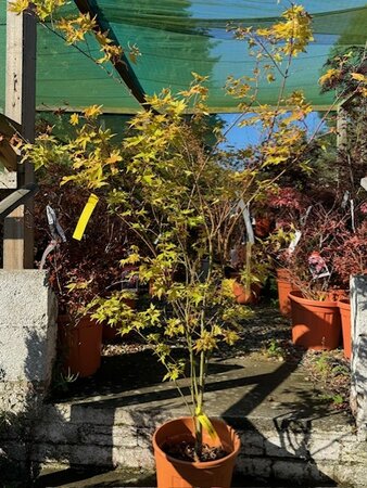 Acer Palmatum 'Summer Gold' - 15L