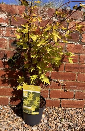 Acer Palmatum 'Summer Gold' - 3L