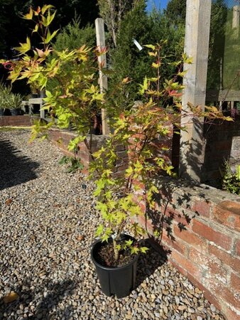 Acer Palmatum 'Summer Gold' - 9L