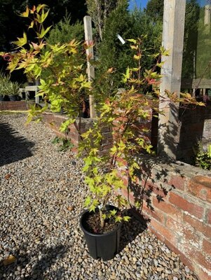 Acer Palmatum 'Summer Gold' - 9L