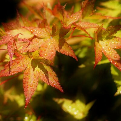 Acer Palmatum 'Summergold' - 45L - 170cm