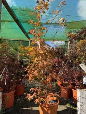 Acer Palmatum 'Trompenburg' - 25L