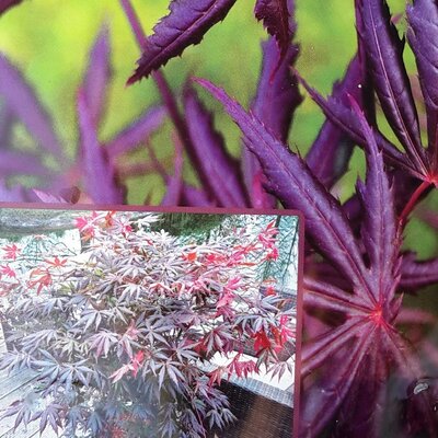 Acer Palmatum 'Trompenburg' - 3L - image 1
