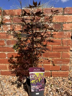Acer Palmatum 'Trompenburg' - 3L