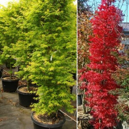 Acer Palmatum 'Tsukasa Silhouette' - 25L - 170cm