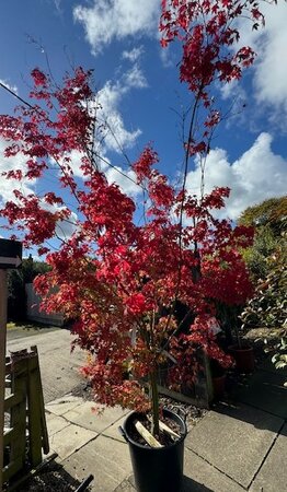 Acer Palmatum 'Tsukasa Silhouette' - 50L