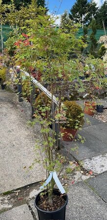 Acer Palmatum 'Tsukasa Silhouette' - 9L